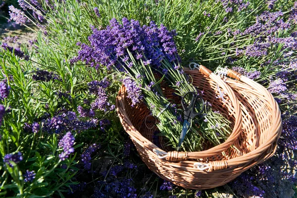 stock image Picking Lavender