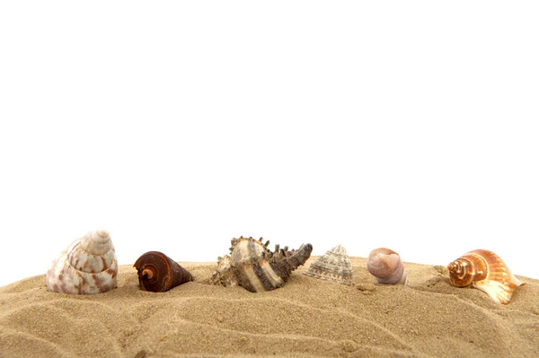 Раковины на пляже — стоковое фото