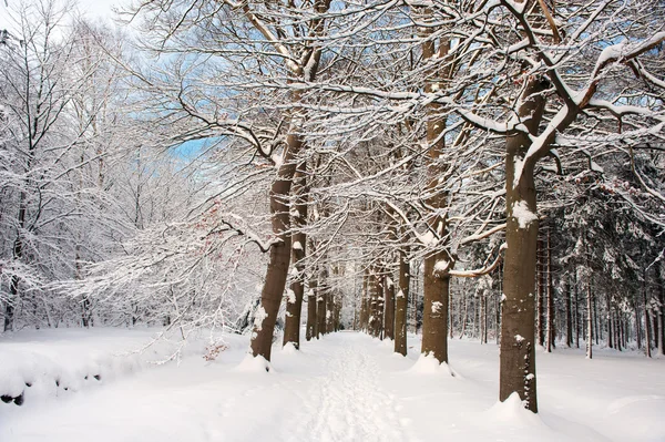 Snow in the forest — Stock Photo, Image