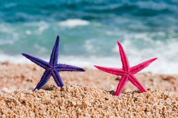 Färgglada starfishes — Stockfoto