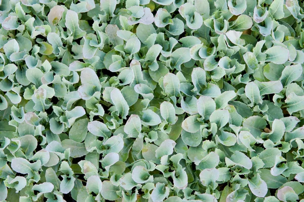 Giovani piante di cavolfiore — Foto Stock