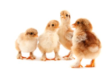 Easter chicks clipart