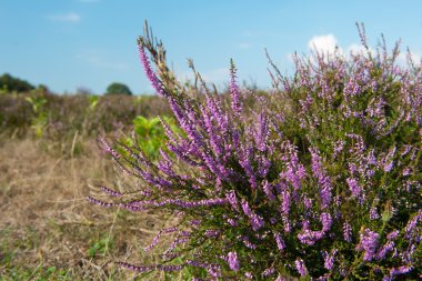 Heather landscape clipart