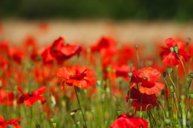 Red poppies in front of the grain fields clipart