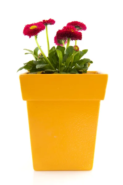 Pink Bellis in yellow flower pot — Stock Photo, Image