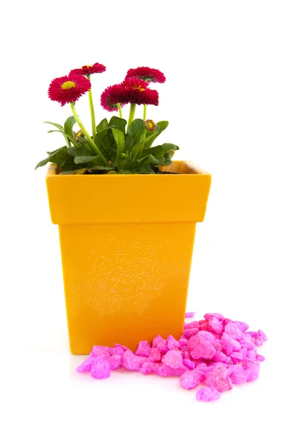 Bellis rose en pot de fleurs jaunes avec pierres roses — Photo