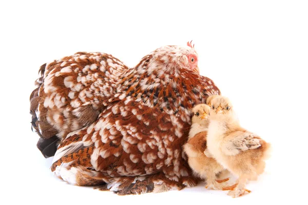 Kurczak z małe pisklęta — Zdjęcie stockowe