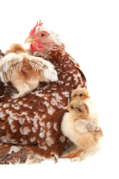Chicken with little chicks — Stock Photo, Image