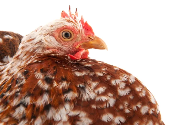 Kyckling huvud — Stockfoto