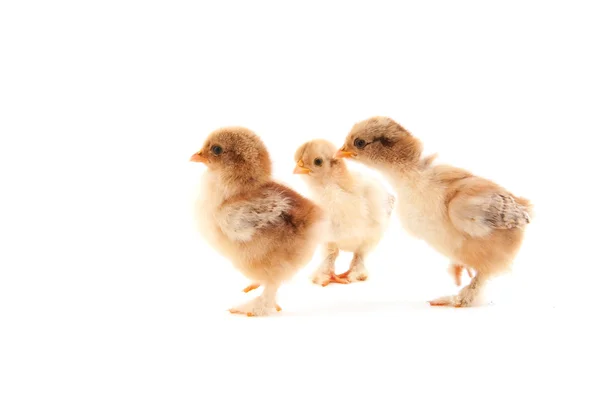 ลูกไก่ — ภาพถ่ายสต็อก