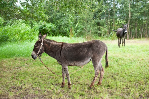 Dos burros. —  Fotos de Stock