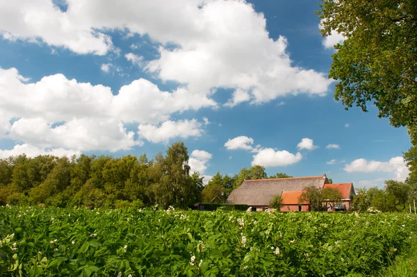 Casa de fazenda na paisagem com batatas — Fotografia de Stock