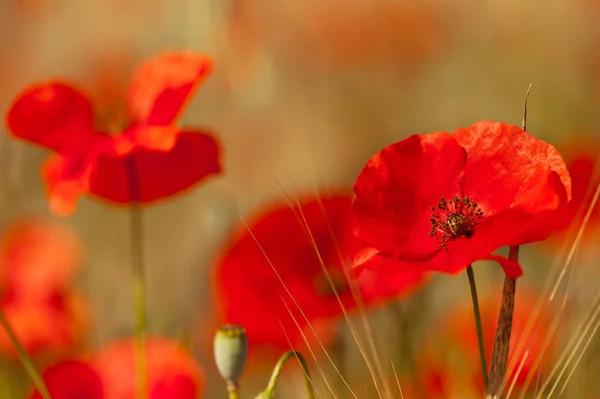 Red poppies in the grain fields — Stock Photo, Image