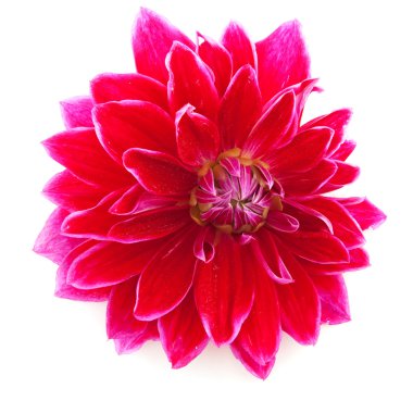Kırmızı kaktüs dahlia