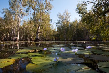 Mangrove forest in water with Lotus flowers clipart