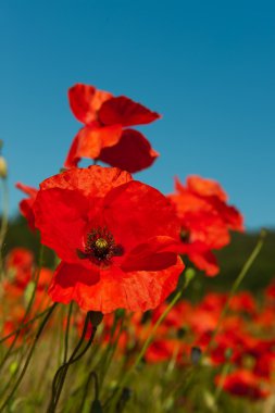 Red poppies in the grain fields clipart