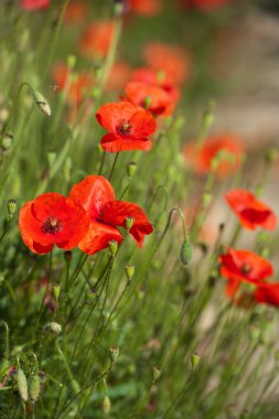 Kırmızı poppies tahıl alanları