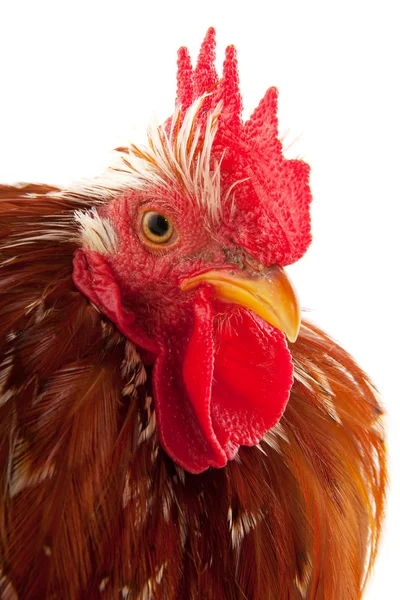 Portrait of a cock — Stock Photo, Image