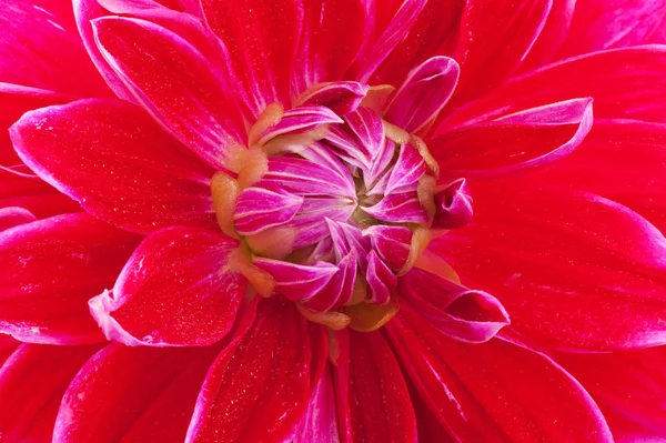 Cactus roșu Dahlia — Fotografie, imagine de stoc