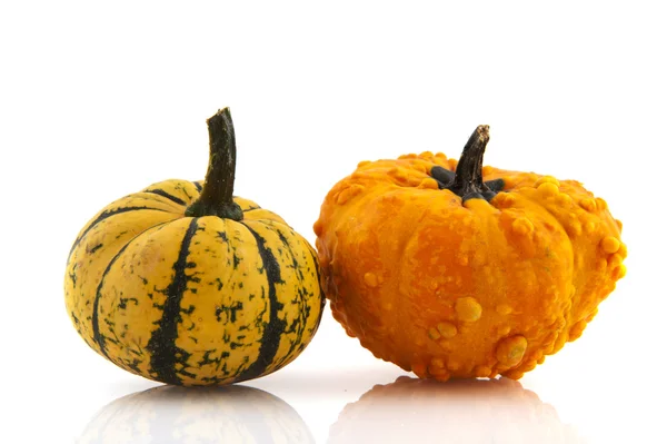 Squashes and pumpkins — Stock Photo, Image