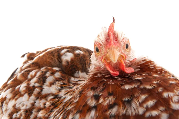 Cabeza de pollo — Foto de Stock