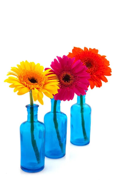 Σειρά μπλε vases γυαλιού με πολύχρωμο gerber — Φωτογραφία Αρχείου