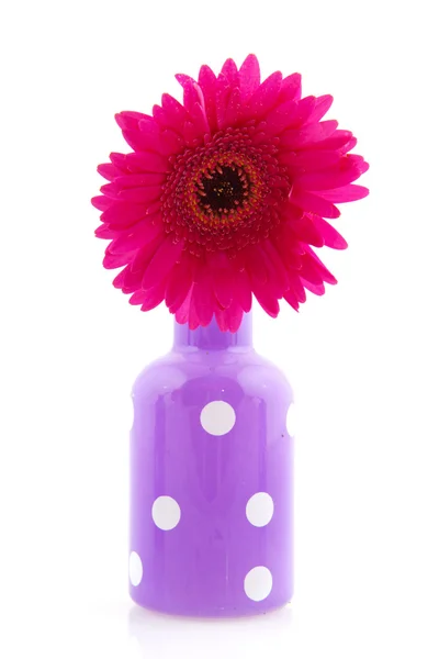 Glada lila prickade vas med gerber blomma — Stock fotografie
