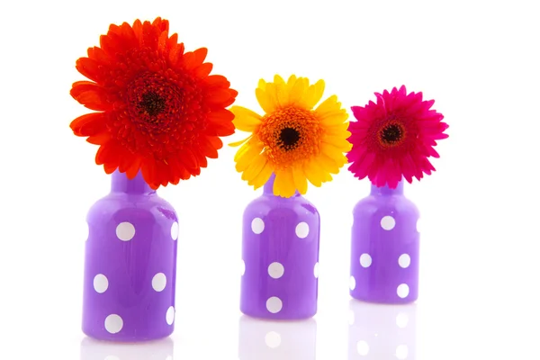 Веселые фиолетовые точечные вазы с цветами Гербера — стоковое фото