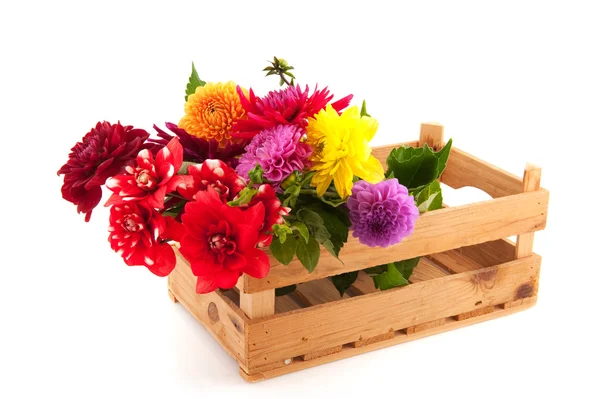 Crate colorful Dahlias — Stock Photo, Image