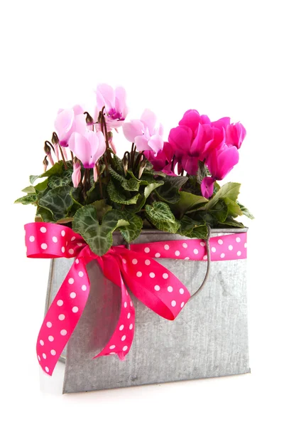 Pink Cyclamen for the birthday — Stock Photo, Image