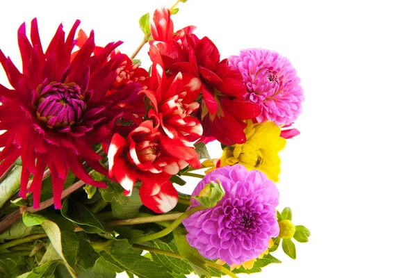 Dahlias bouquet — Photo