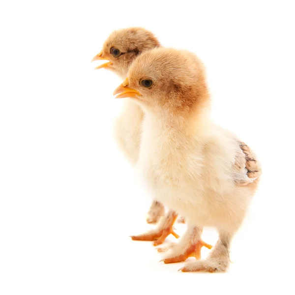 Små kycklingar — Stockfoto