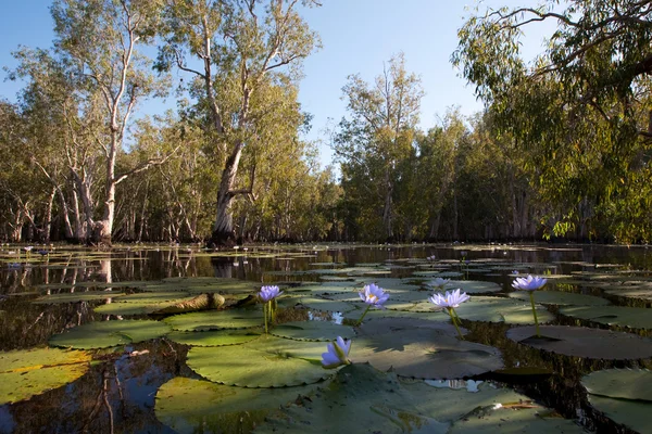 stock image Mangrove forest in water with Lotus flowers