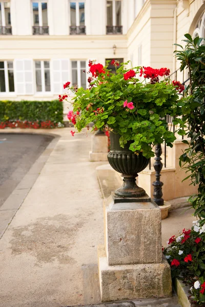 stock image Flower pot with Pelargonium