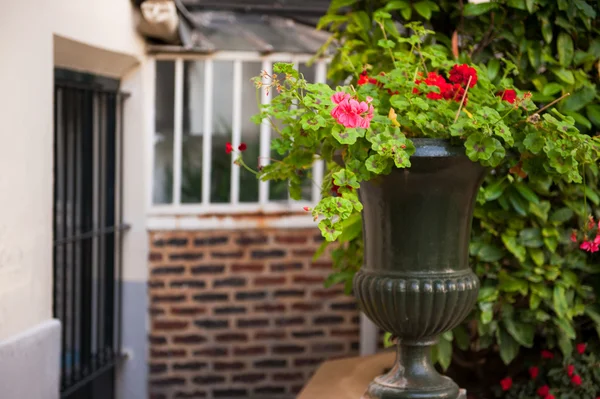 stock image Flower pot with Pelargonium