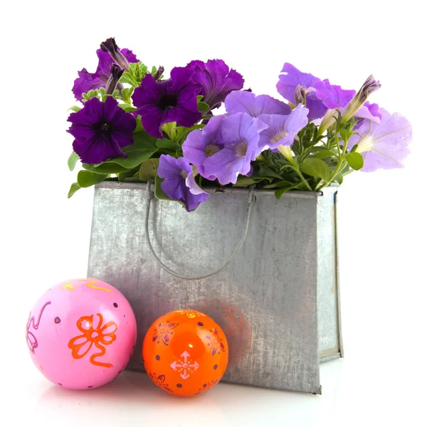 Purple Petunia plants — Stock Photo, Image