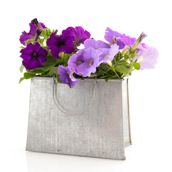 Purple Petunia plants — Stock Photo, Image