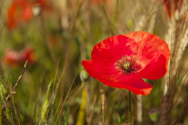 Red poppies in the grain fields — Stock Photo, Image