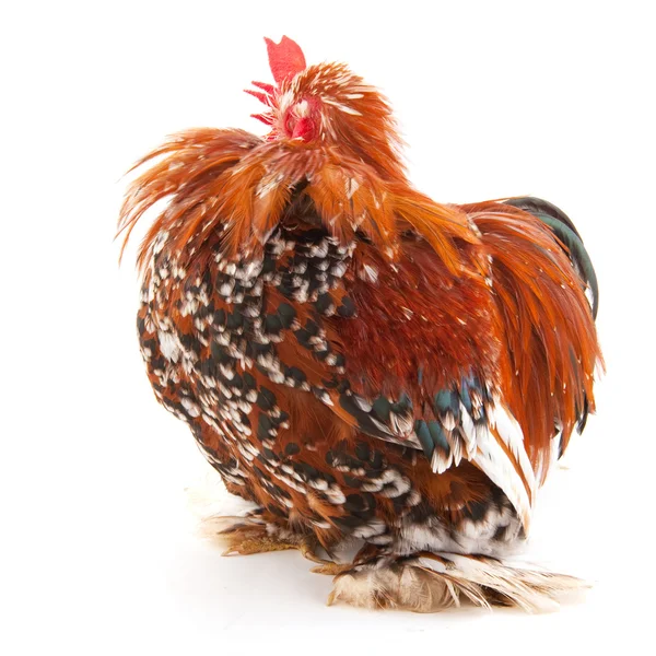 Rengöring fjädrar — Stockfoto
