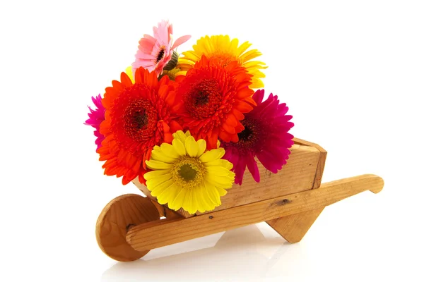 Colorful Gerber bouquet in wheelbarrow — Stock Photo, Image
