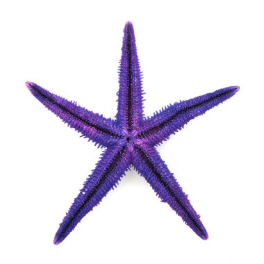 mor denizyıldızı