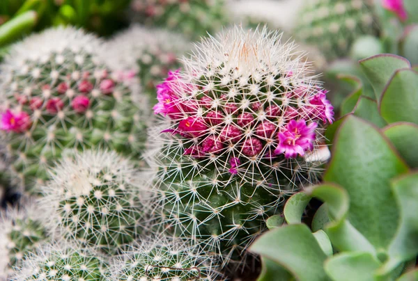 stock image Cactus and succulent plants