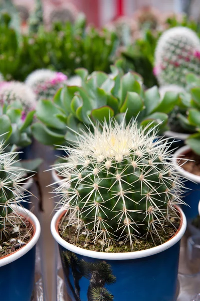Surtido de cactus — Foto de Stock