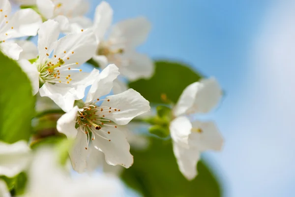 White cherry blossom — Stock Photo, Image