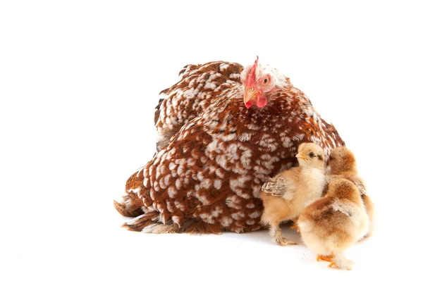 Kyckling med små kycklingar — Stockfoto