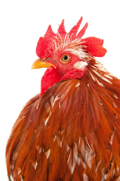 Portrait of a cock in the studio — Stock Photo, Image