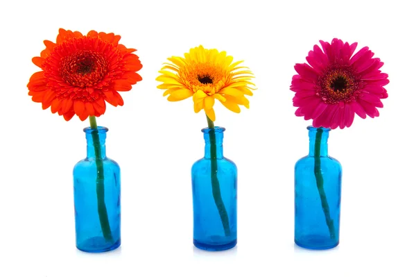Řádek modré skleněné vázy s barevnými gerber — Stock fotografie