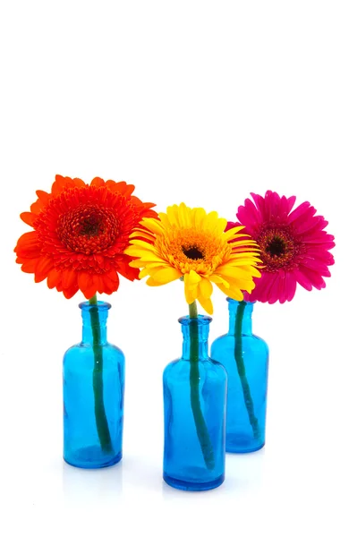 Rad blå glas vaser med färgglada gerber — Stockfoto