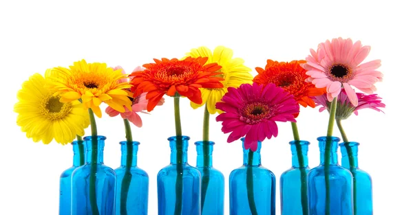 Vasos de vidro azul de fileira com Gerber colorido — Fotografia de Stock