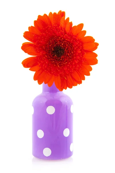 Glada lila prickade vas med gerber blomma — Stock fotografie